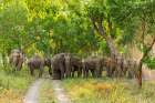 Herd of Asian Elephants in the Sal Forest Corbett National Park-India Bathroom Art Print